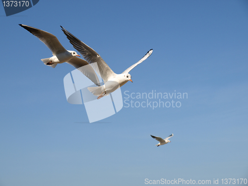 Image of Seagulls 