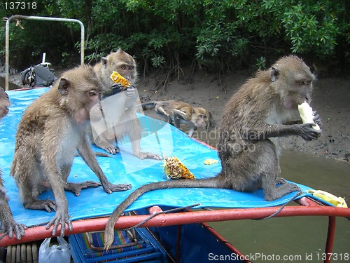 Image of monkeys