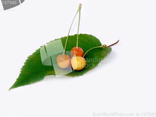 Image of Cherry