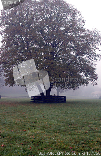 Image of tree foggy morning