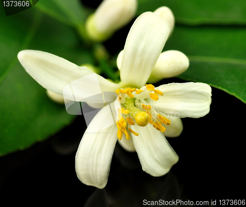 Image of lemon tree flowers and leaves