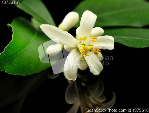 Image of lemon tree flowers and leaves