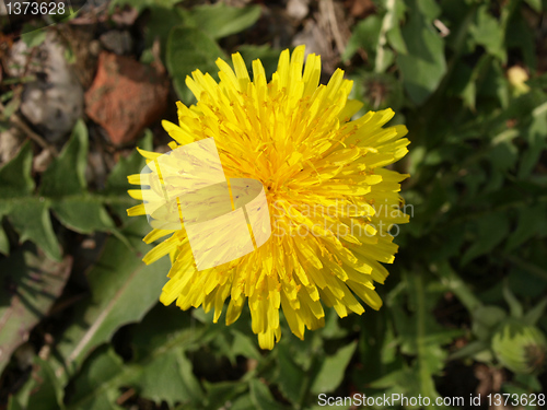 Image of Daisy picture