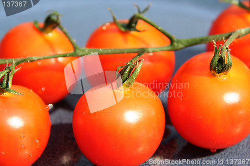 Image of tomatoes on row