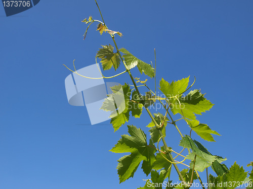 Image of Grapevine vitis