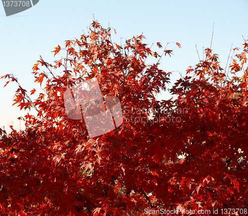 Image of Maple leaves