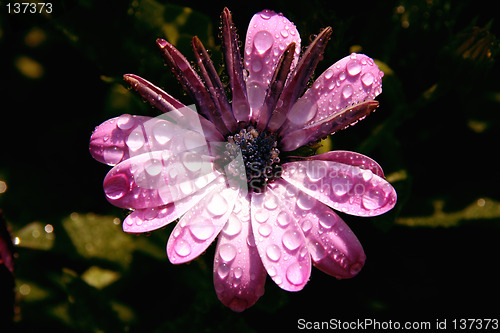 Image of morning flower