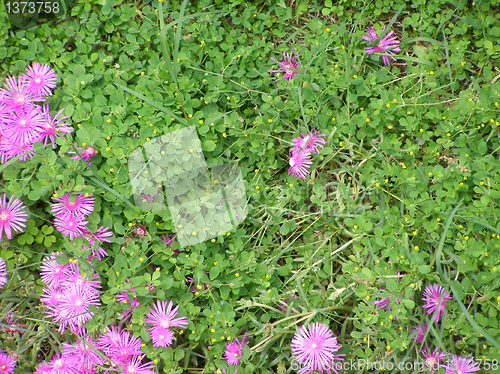 Image of Grass meadow with flowers