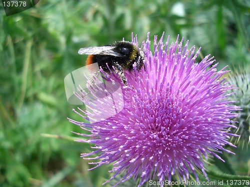 Image of Pollination