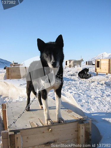 Image of Husky