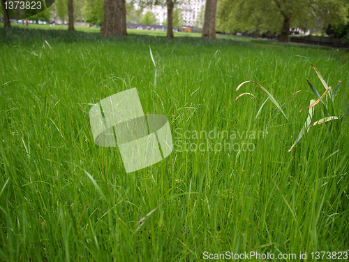 Image of Grass meadow