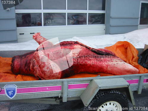 Image of Dead icebear