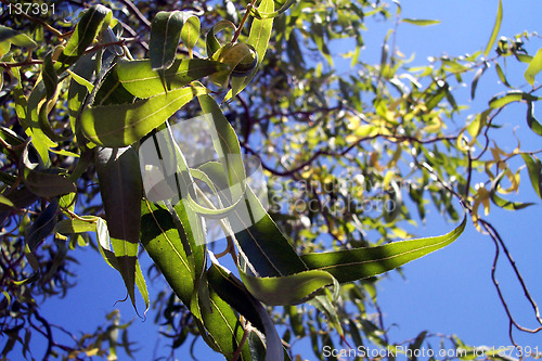 Image of leaves