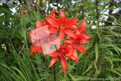 Image of Flower