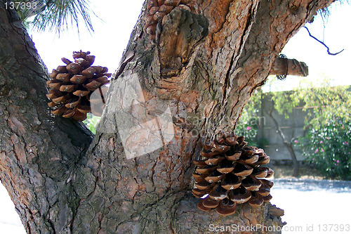 Image of pine capsule
