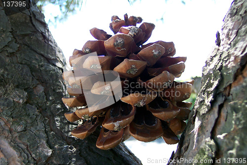 Image of seed capsule on pine