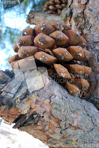 Image of seed capsule