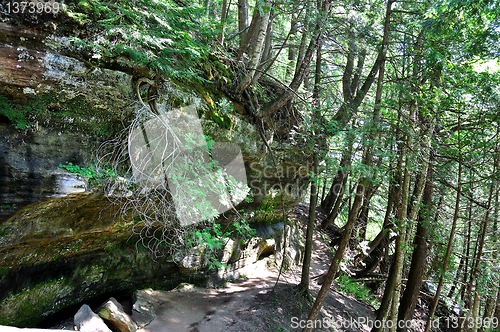 Image of mountain forest