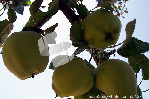 Image of unripe apples