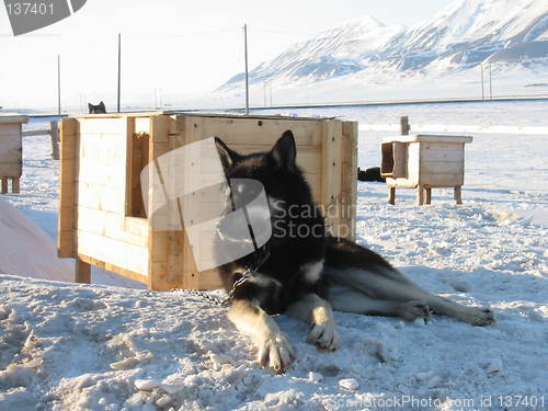 Image of Sled dog