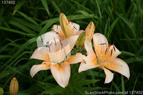 Image of Flower 2