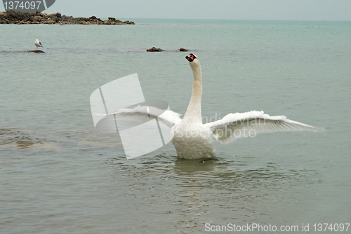Image of Swan spreads its wings.