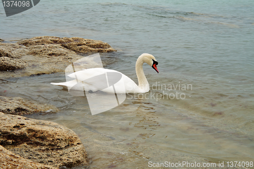 Image of Swan.