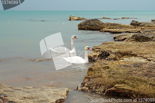 Image of Pair of swans.