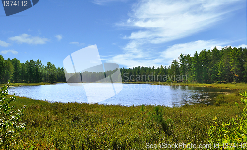 Image of forest lake 