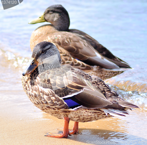 Image of wild ducks by the lake 