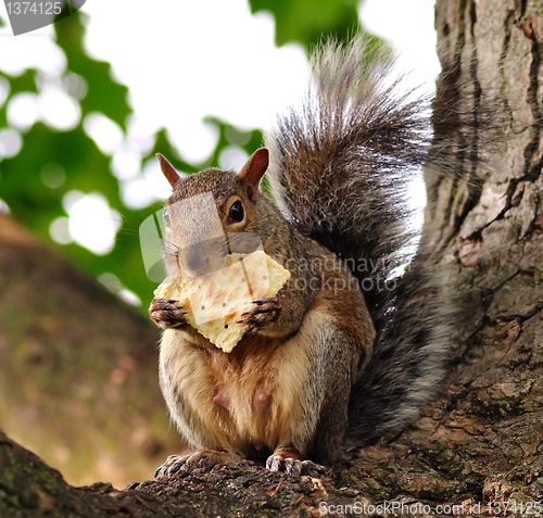 Image of squirrel eating cracker 