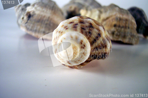 Image of few screw shells