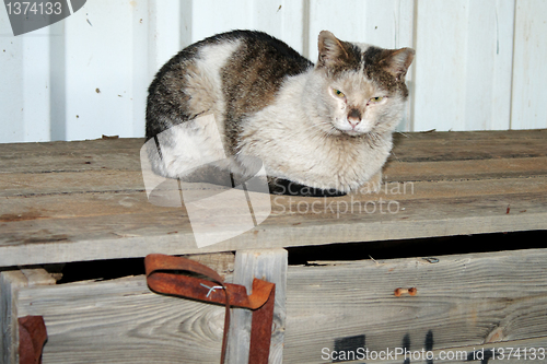 Image of Stray cat.