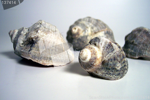 Image of four screw shells