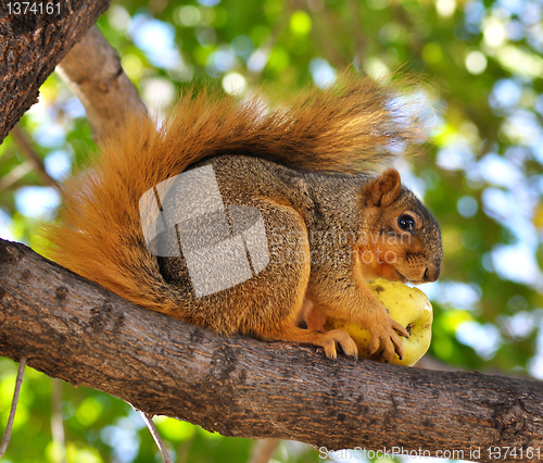 Image of squirrel eating apple