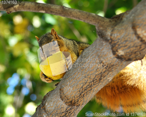 Image of squirrel eating apple