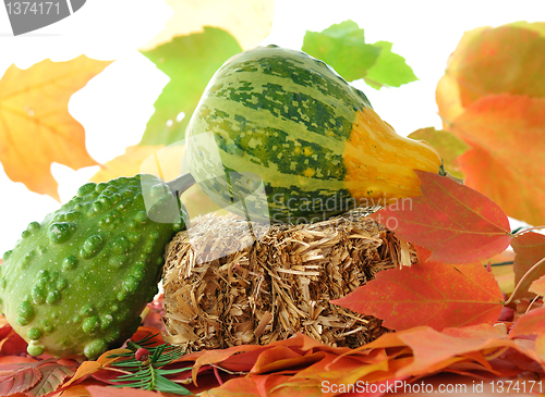 Image of fall composition