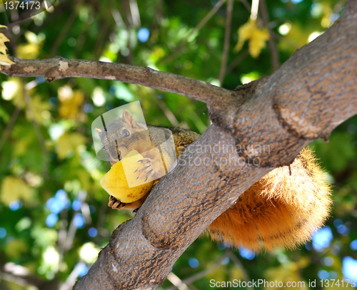 Image of squirrel eating apple