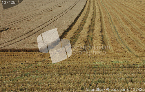 Image of Wheatfield