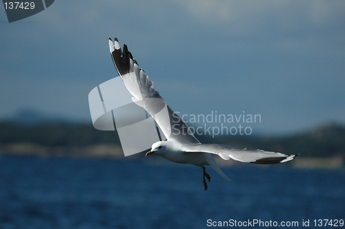 Image of Gull