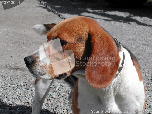 Image of Dog