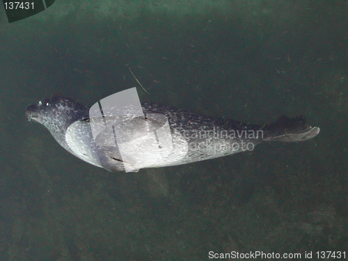 Image of Dead seal