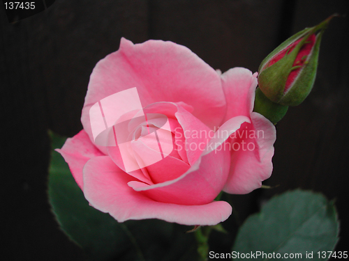 Image of Rose