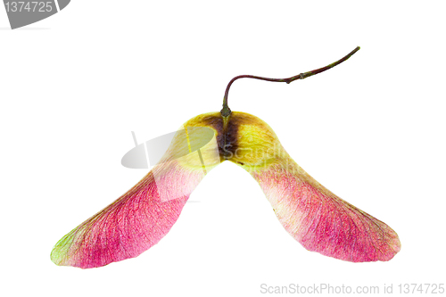 Image of maple seeds (isolated)