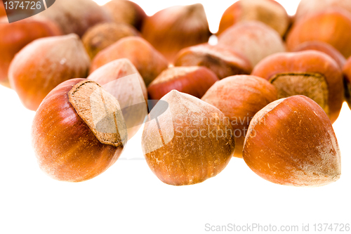 Image of hazelnuts (isolated)