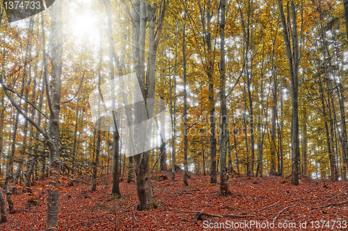 Image of autumn forest