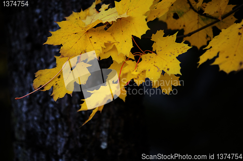 Image of Autumn leaves