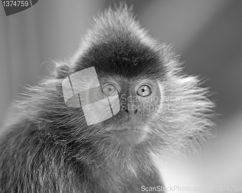 Image of Silver leaf monkey