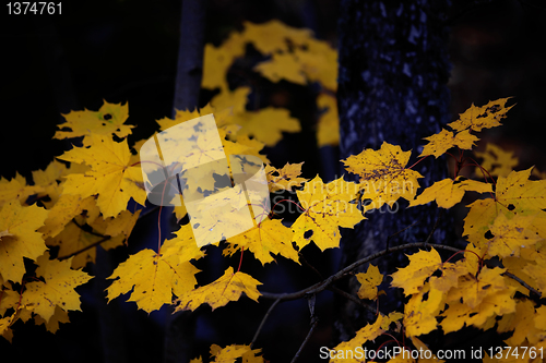 Image of Autumn leaves