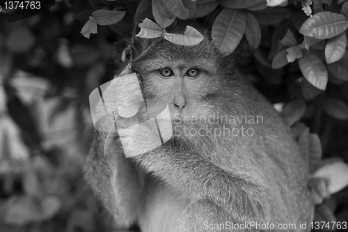 Image of Macaque monkey